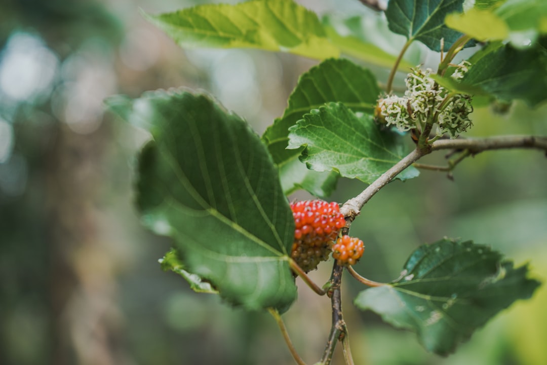 Photo Mulberry tree